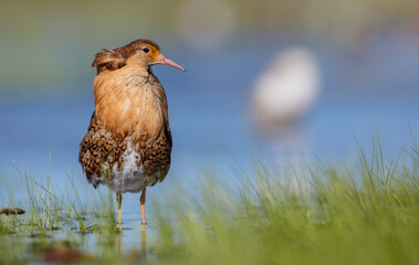 Ruff - male bird at a wetland on the mating season in spring
