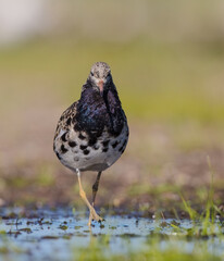 Obraz premium Ruff - male bird at a wetland on the mating season in spring