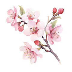 Fototapeta na wymiar Water color sakura cherry blossom png clip art no background