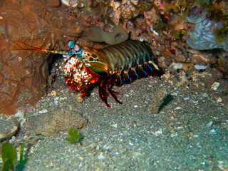 Shrimp