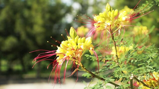 Shrub Caesalpilia Gillis in the garden
