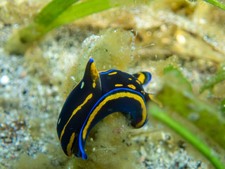 Nudibranch