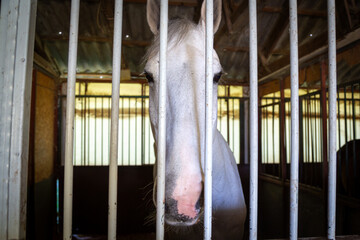 Impressive view of white racehorse behind white bars. The noble and impressive look of the white...