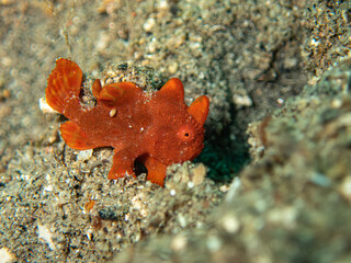 Frogfish