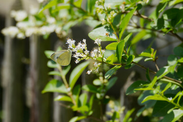 Small white butterfly (Pieris rapae) sitting on a flowering hedge in Zurich, Switzerland © Janine