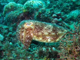 Cuttelfish
