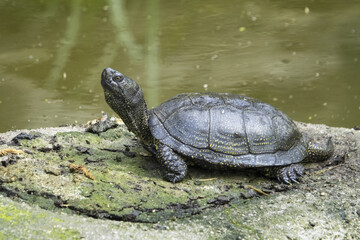 The European pond turtle (Emys orbicularis) is found in southern, central, and eastern Europe, West Asia and parts of Mediterranean North Africa.