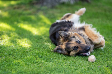 German shepherd is lying and playing with a ball.
