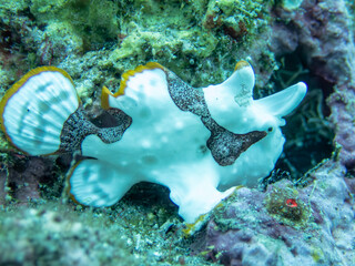 Frogfish