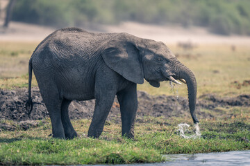 Obraz premium African elephant stands leaking water from trunk