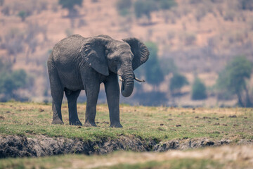 Fototapeta na wymiar African elephant stands on floodplain in sunshine