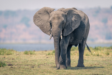 Fototapeta na wymiar African elephant stands on floodplain watching camera
