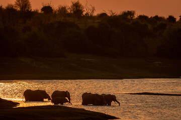 African elephants drink at sunset in river