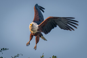 African fish eagle flies over leafy branches