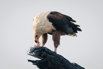 African fish eagle on branch eating fish