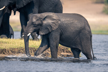 African elephant wades through river near island