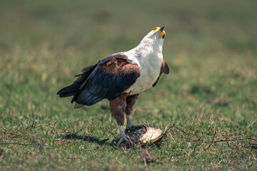African fish eagle cocks head on grass