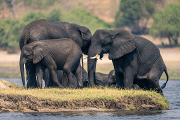 African elephants stand on island in river