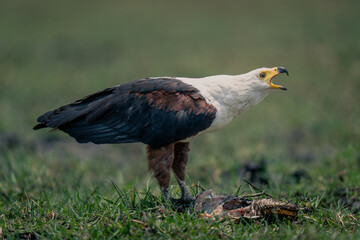 African fish eagle stands squawking over fish