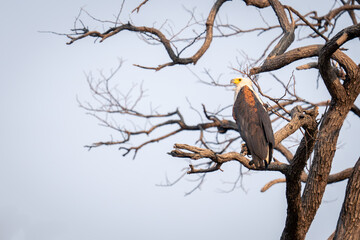 African fish eagle in tree in profile