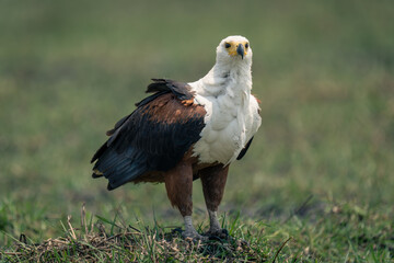 African fish eagle on sunlit grass mound