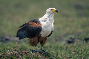 African fish eagle on sunny grass mound