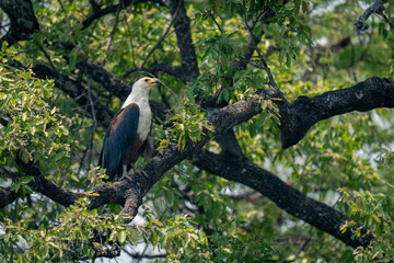 African fish eagle opens beak in tree