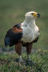 African fish eagle opens beak on grass