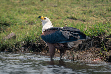 African fish eagle stands in shallows drinking