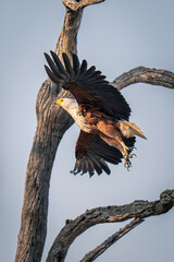 African fish eagle takes off past tree