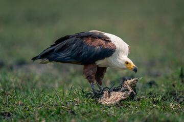 African fish eagle lowers head to fish