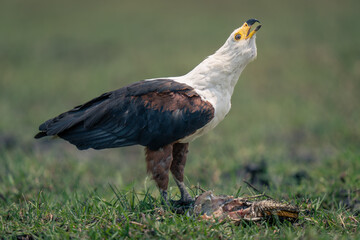 Obraz premium African fish eagle with fish lifting head