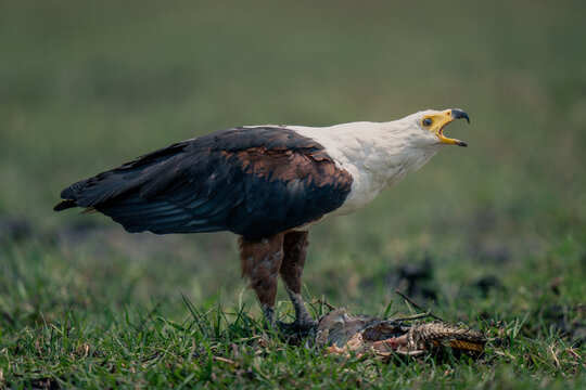 African fish eagle stands squawking over fish