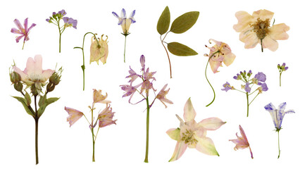 set / collection of romantic pressed wildflowers in soft pastel colors isolated over a transparent...