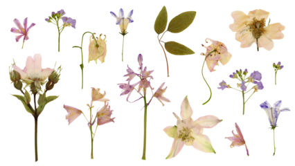set / collection of romantic pressed wildflowers in soft pastel colors isolated over a transparent background, bellflowers, columbines, wild roses, meadow foam flower, floral design elements