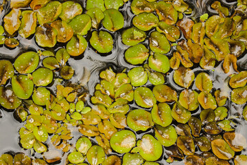 Watermoss of green and yellow tones in the lake. aquatic plants
