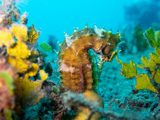 Seahorse