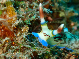Nudi