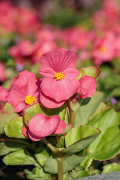 Pink wax begonia with green leafs (Begonia x semperflorens-cultorum). Popular ornamental plant for flower bowls or  flower patches in public places.