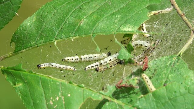 Bird-cherry Ermine (Yponomeuta evonymella) moth. Swarming ball of bird-cherry ermine moth larvae. Many caterpillars crawling in the web. Dangerous pest of gardens, parks and forests