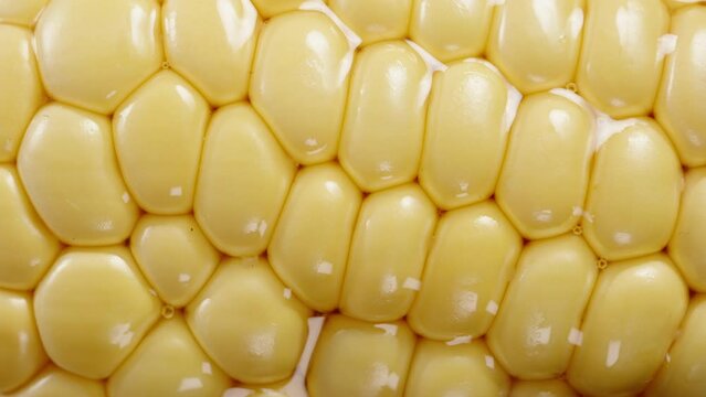Corn kernels in a cob, macro background. Juice oozes in the cracks between the kernels.