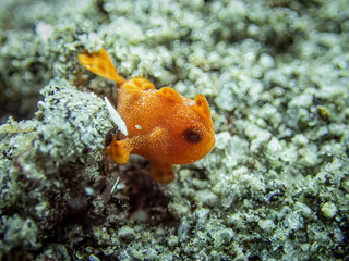 Frogfish