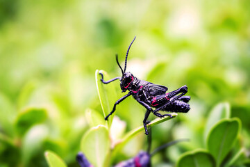 black and red cricket (Gryllus assimilis), pest. Good luck sign, cricket in close up. Garden plague, plague, macro photography