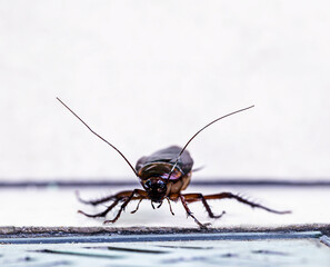 cockroach entering a dirty bathroom drain. Poor hygiene, problem with pests and insects at home, macro photography