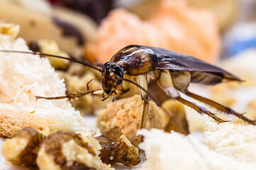 Periplanet cockroach, known as red cockroaches, over litter, insect macrophotography