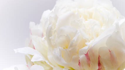 Peony flower on a white background