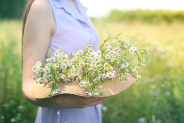 Daisies close-up. A woman in a dress stands on a green field and holds a hat with a large bouquet of daisies in her hands. The concept of health, natural cosmetics and medicine