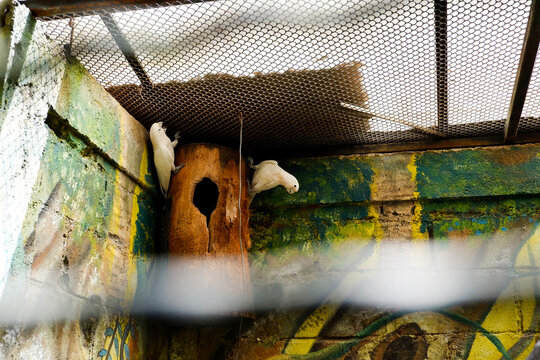 Selective focus of a goffin cockatoo perched in its enclosure in the afternoon. Great for educating children about wild bird species.