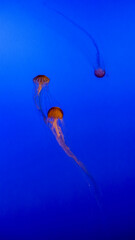 jellyfish in aquarium