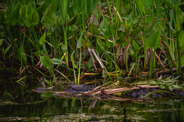 alligator in the pond
